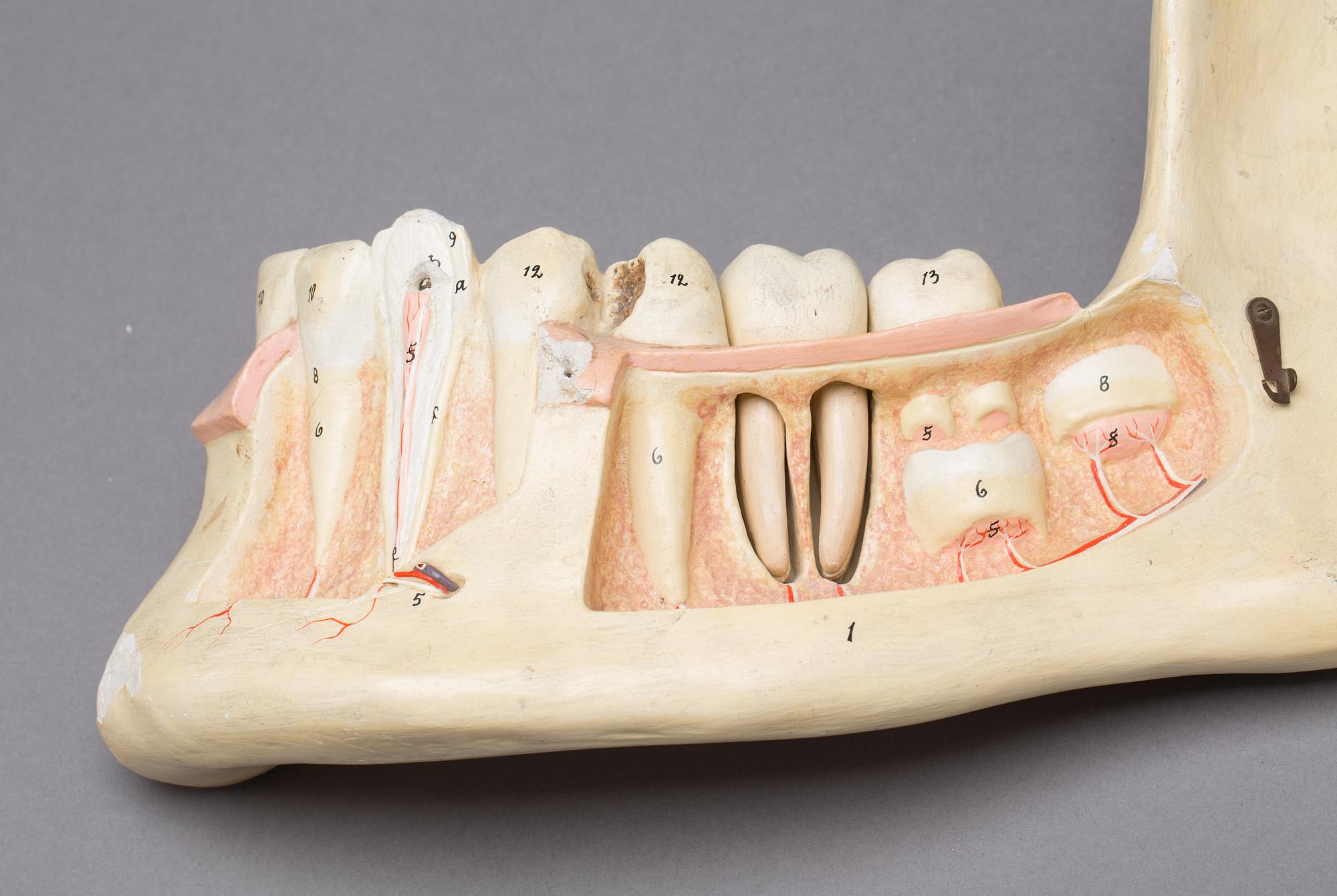 ANATOMISKA MODELLER, 2 st. 1900-tal.