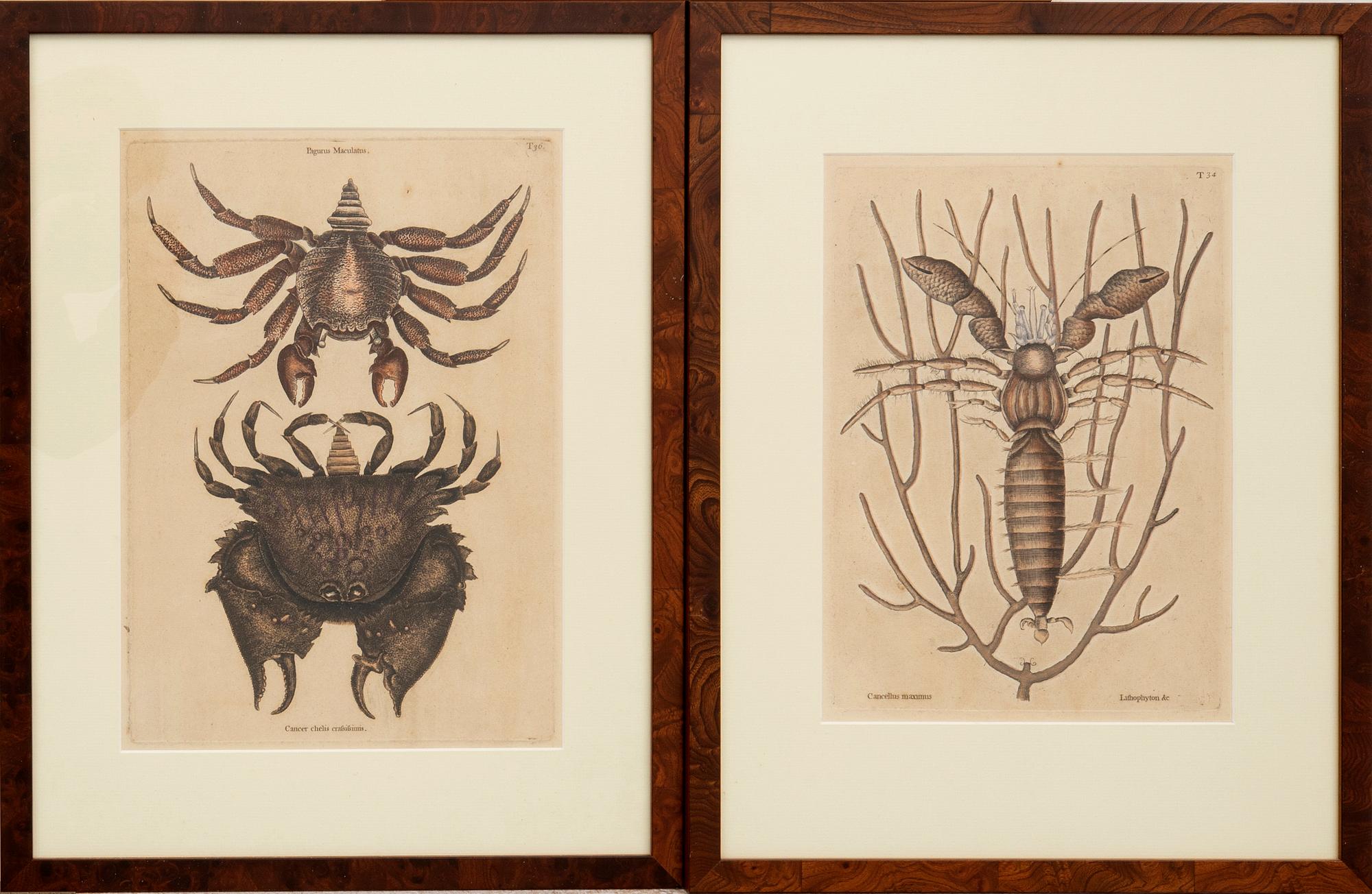 Kopparstick 3 st ur Mark Catesbys "Natural History of Carolina, Florida and Bahama islands.