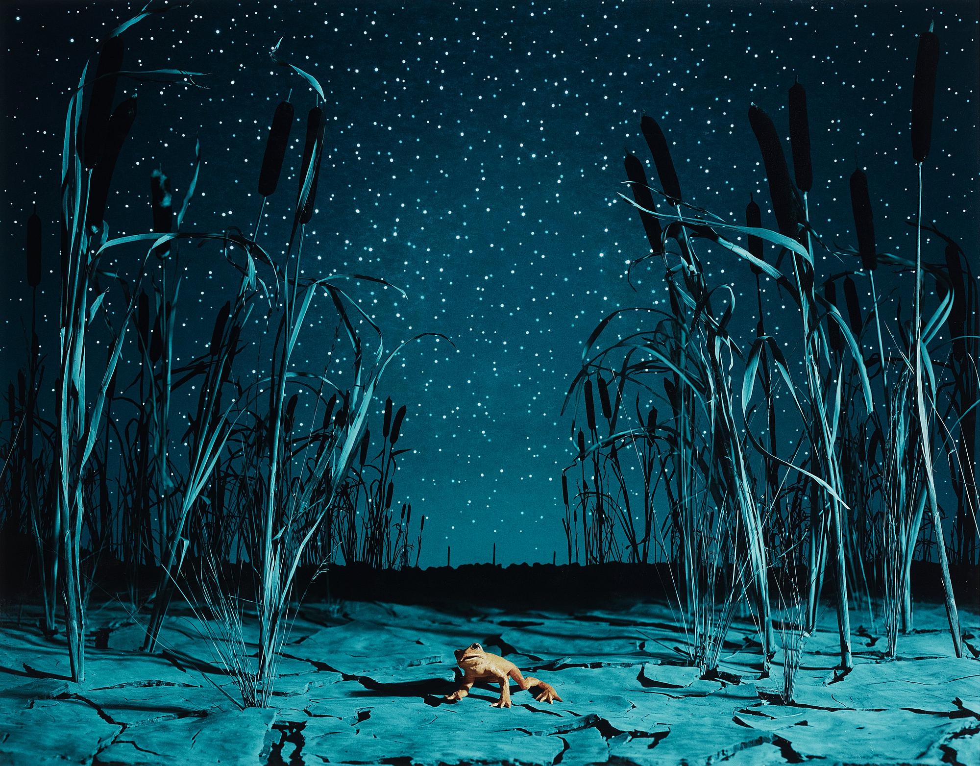 Helena Blomqvist, "Last Night for the Last Golden Frog", 2008.