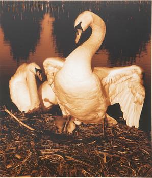 Sandersson, "Swan I" från serien "In passing".