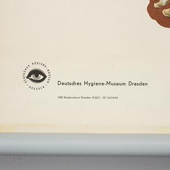 SKOLPLANSCHER, 2 stycken, Deutsche Hygiene Museum, Dresden, 1900-talets andra hälft..