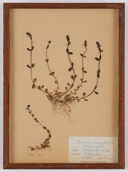 Herbarium, 10 delar, Sverige, 1930-1970-tal.