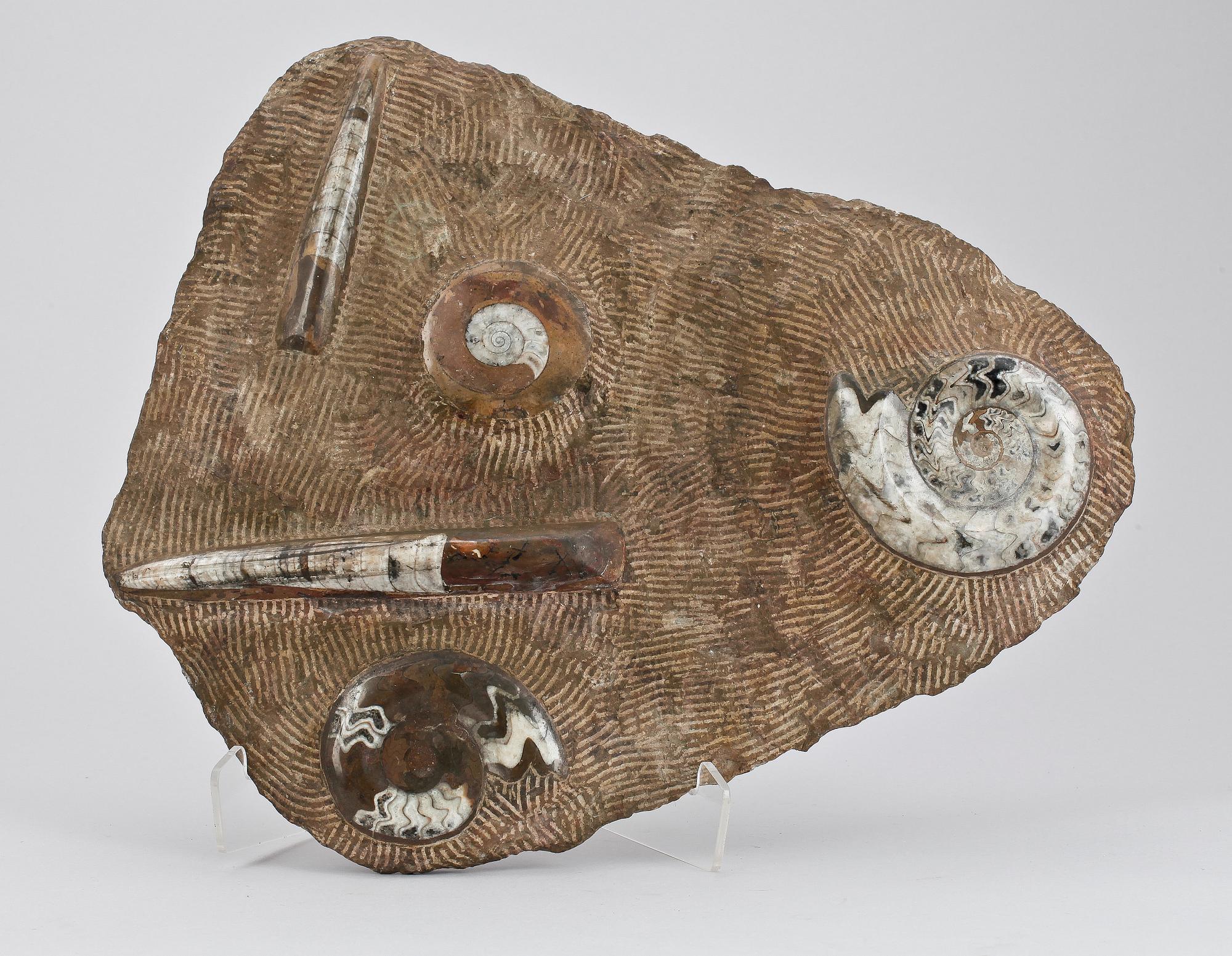 FOSSIL.