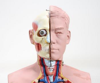 ANATOMIMODELL/DOCKA, konstmaterial.