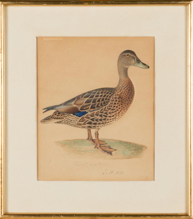 Ferdinand von Wright, Mallard.