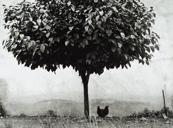 Edouard Boubat, "La Poule et L’Arbre, France", 1950.