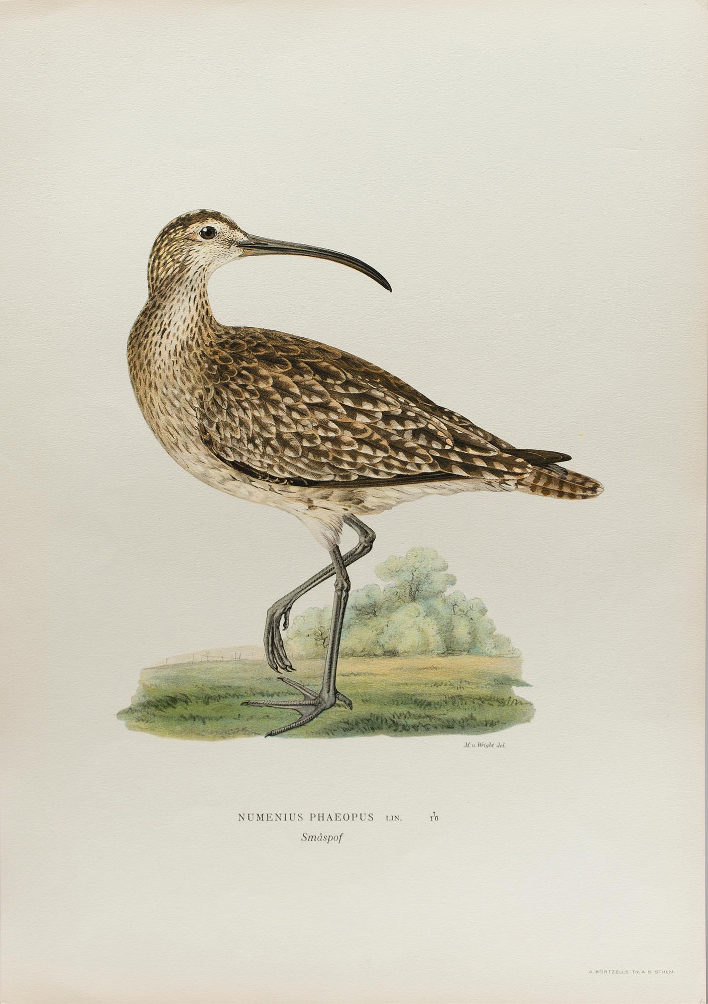 24 LITHOGRAPHIC PRINTS FROM M AND W WRIGHTS "SVENSKA FÅGLAR", A. Börtzells, Stockholm.