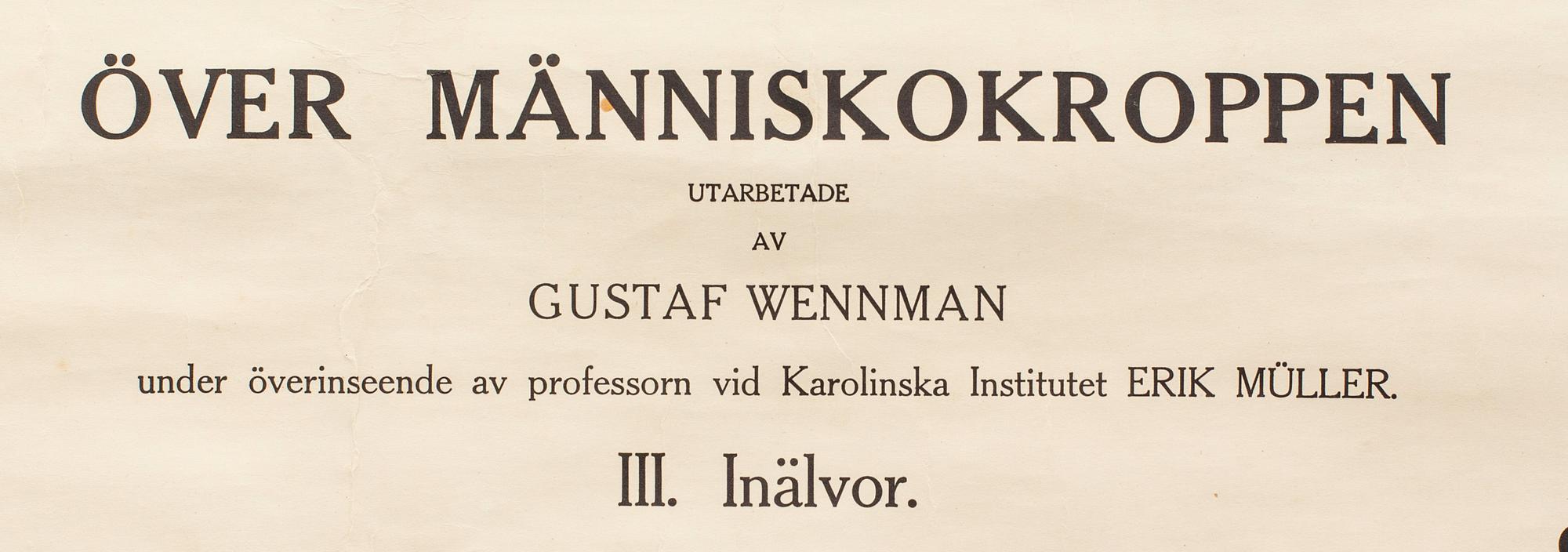SKOLPLANSCH, Anatomiska väggtavlor över människokroppen, "Inälvor" utarbetade av Gustaf Wennman. Norstedt & Söner.