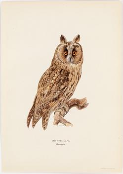 LITHOGRAPH app 120, after M & W von Wrights "Svenska fåglar", A Börtzells, Stockholm, 1917-29.