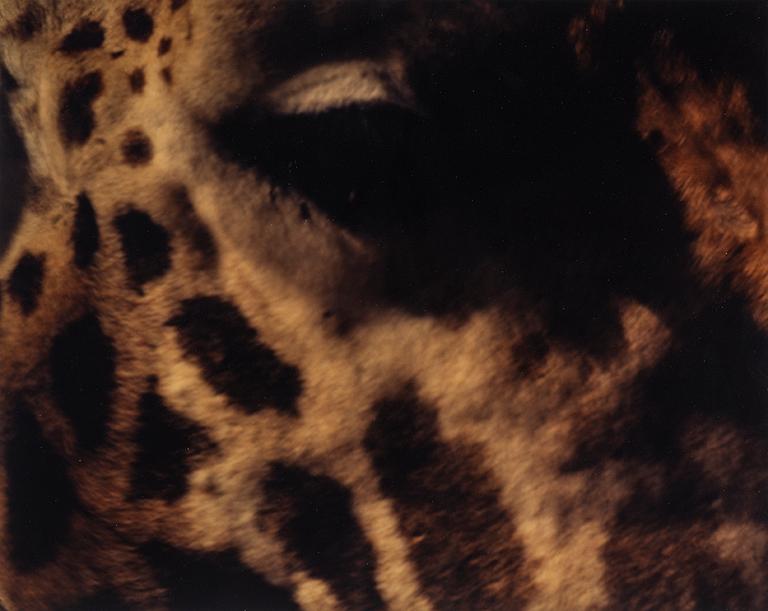 MARTINA HOOGLAND IVANOW, analog c-print. Signed and numbered 1/5 on verso.