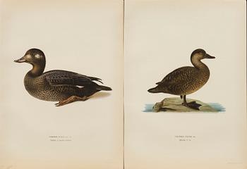 UR "SVENSKA FÅGLAR", litografier, 50 st, efter  M och W von Wrights 
 A. Börtzells Stockholm.