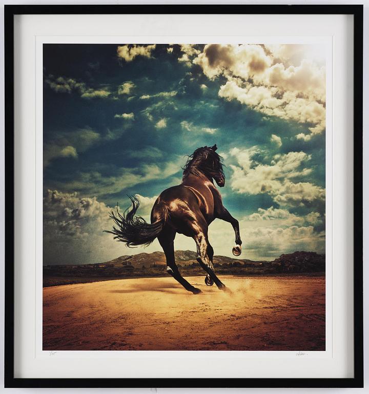 Kalle Gustafsson, "Stallion", 2016.