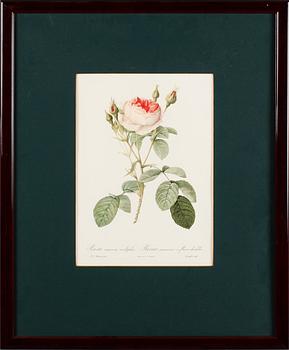 TAVLOR, 5 st, efter Redouté, tryck, 1900-talets andra hälft.