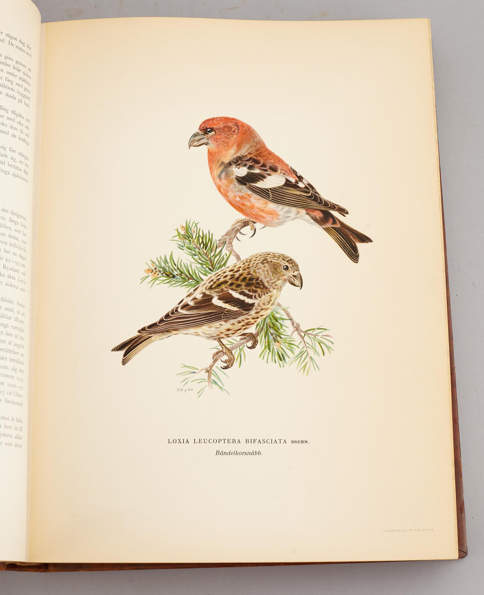A set of three books about Swedish birds by von Wright. 1927.