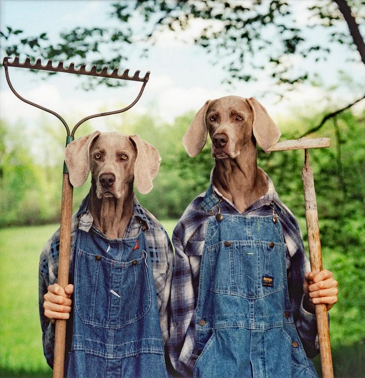 William Wegman, photography signed and dated 1997 on label at back.