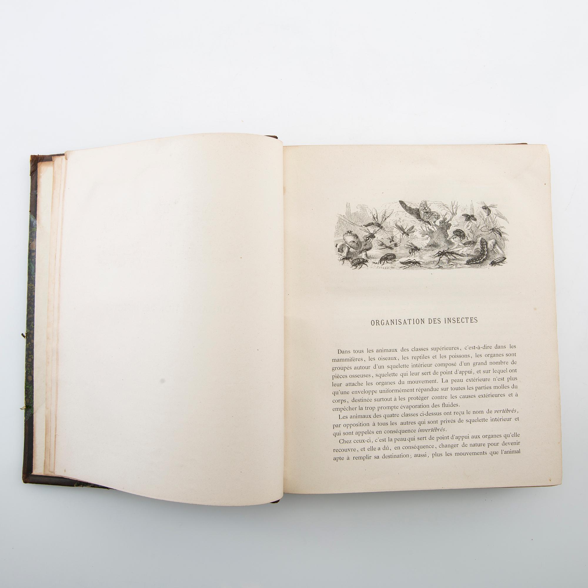 "Les Coléoptères..." & "Table Alphabetique .... Coléoptères", 2 volumes, Paris 1876 & 1875.