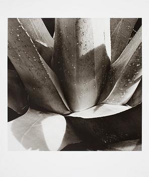 240. Frederick-Edwin Bertin, Morning light on Aloe Vera, Monte-Estoril Portugal 30.IX.2001.