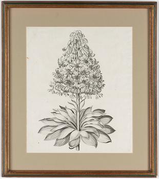 KOPPARSTICK, 2,  16/1700-tal. 
Den ena troligen av Wolfgang Kilian (1581-1662).