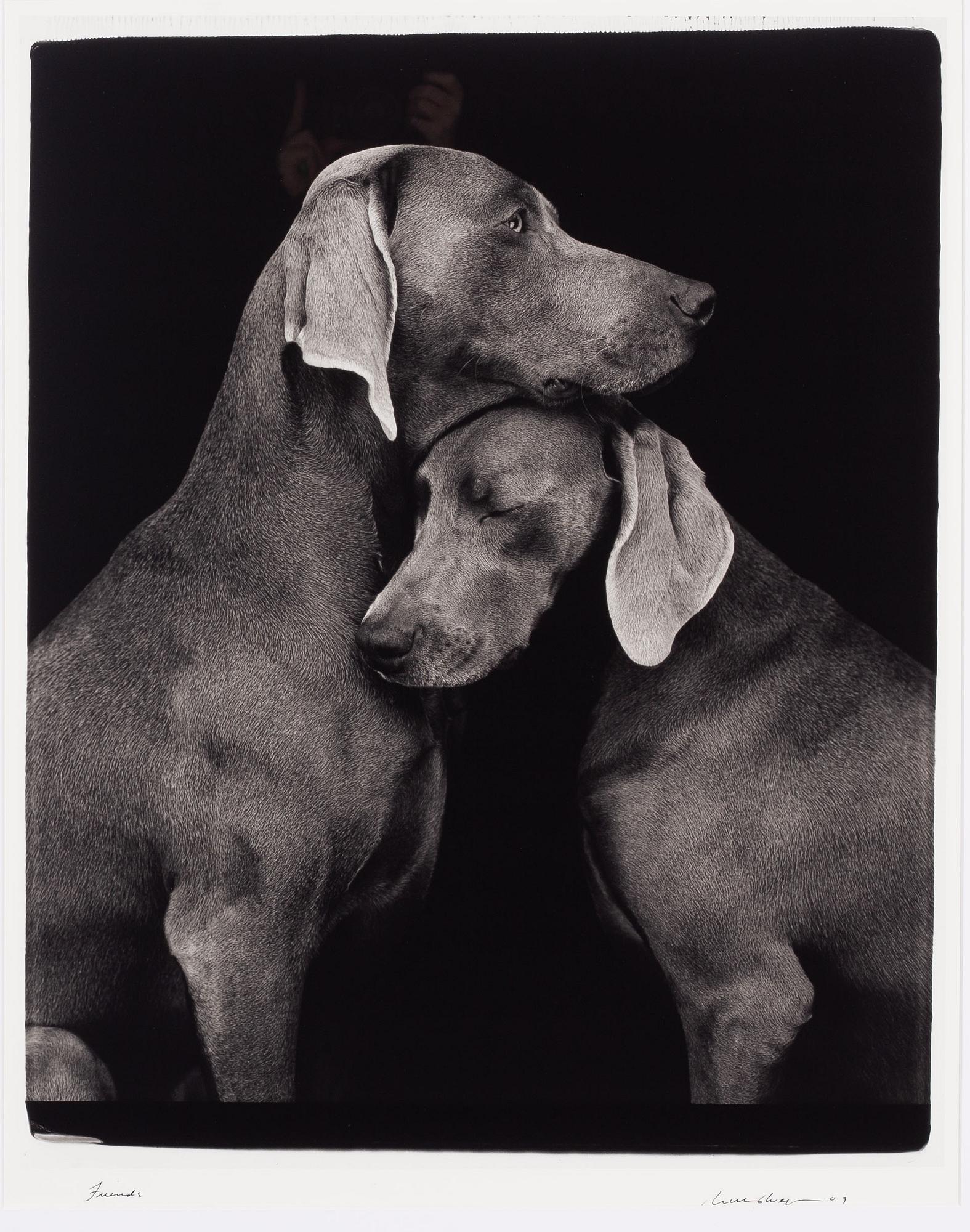 William Wegman, "Friends".