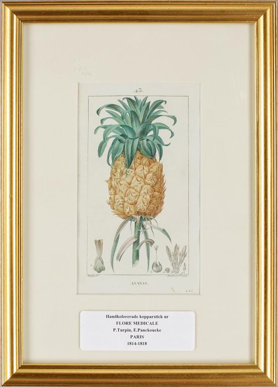 KOPPARTSICK, 6 st, ur "Flora Medicale". P. Turpin samt E. Panckoucke, Paris 1814-1818.