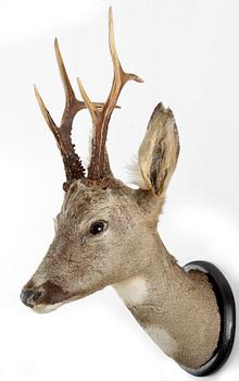 JAKTTROFFÉ, rådjurshuvud med horn, dat 1952 á tergo.