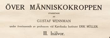 SKOLPLANSCH, Anatomiska väggtavlor över människokroppen, "Inälvor" utarbetade av Gustaf Wennman. Norstedt & Söner.