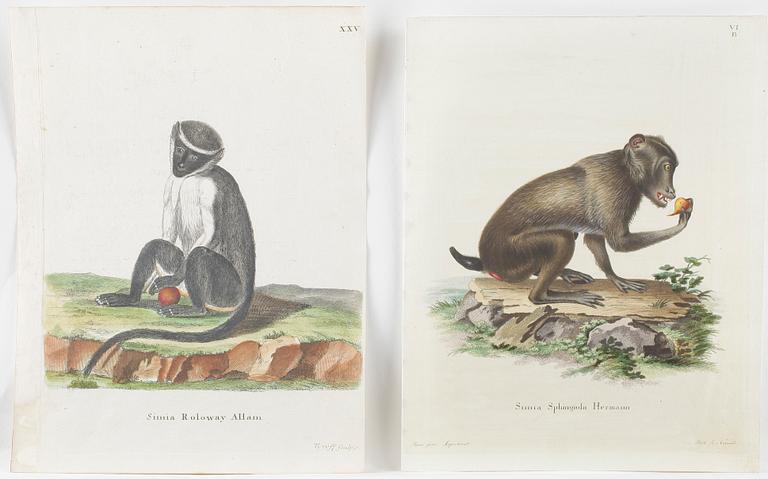 KOLORERADE KOPPARSTICK, 8 st, apor, 1700-tal.