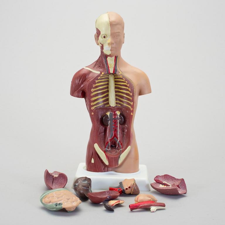 ANATOMISK MODELL, 1900-talet senare del.