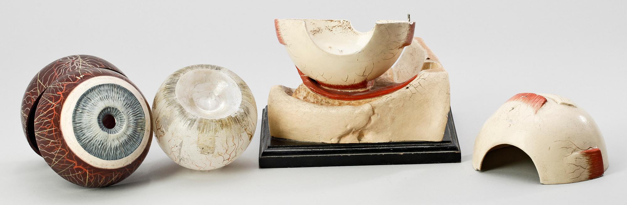 ÖGA, anatomisk modell, 1920-30-tal.