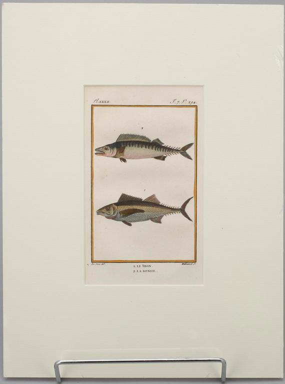 GRAVYRER, 7 st, efter de Seve, "Natural History" de Buffon. Senare upplagor.