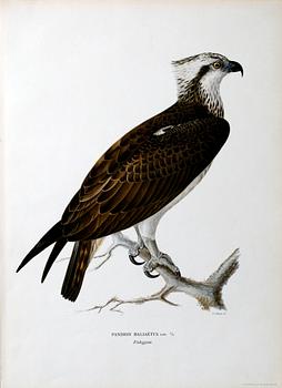 PARTI GRAFISKA BLAD, ca 150 st, ur von Wrights Svenska fåglar.