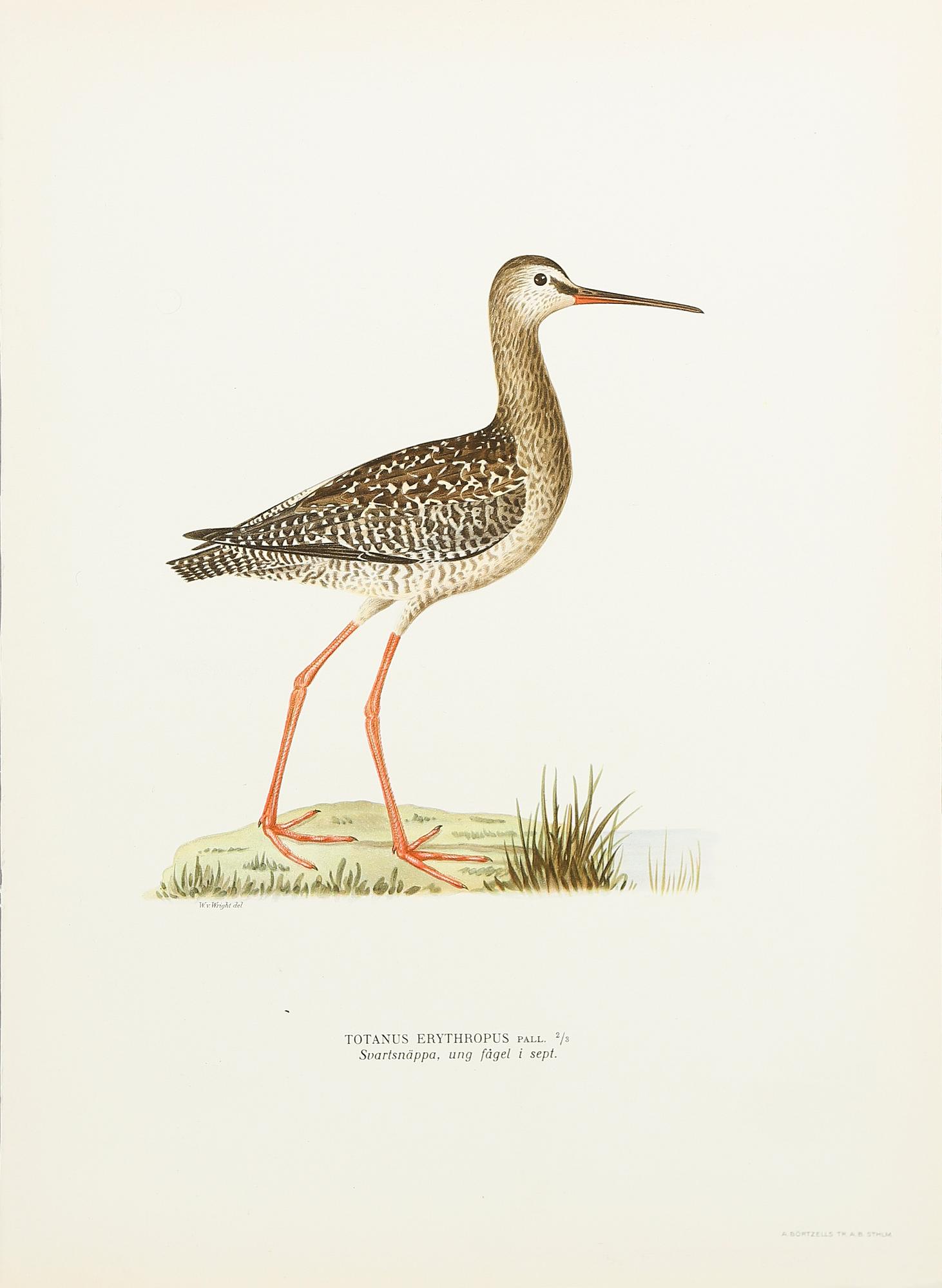 LITOGRAFISKA TRYCK, ca 200 st, ur von Wrights "Svenska fåglar", utgivna av A Börtzells, 1920-tal.