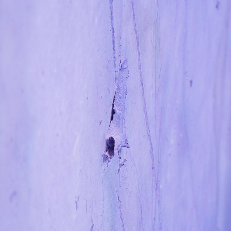 Patrick Hill, "Lavandula".