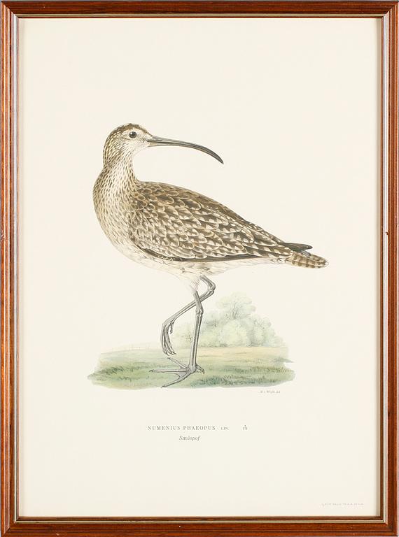 LITOGRAFISKA TRYCK, 13 st, ur von Wrights "Svenska fåglar", A. Börtzells, Stockholm.