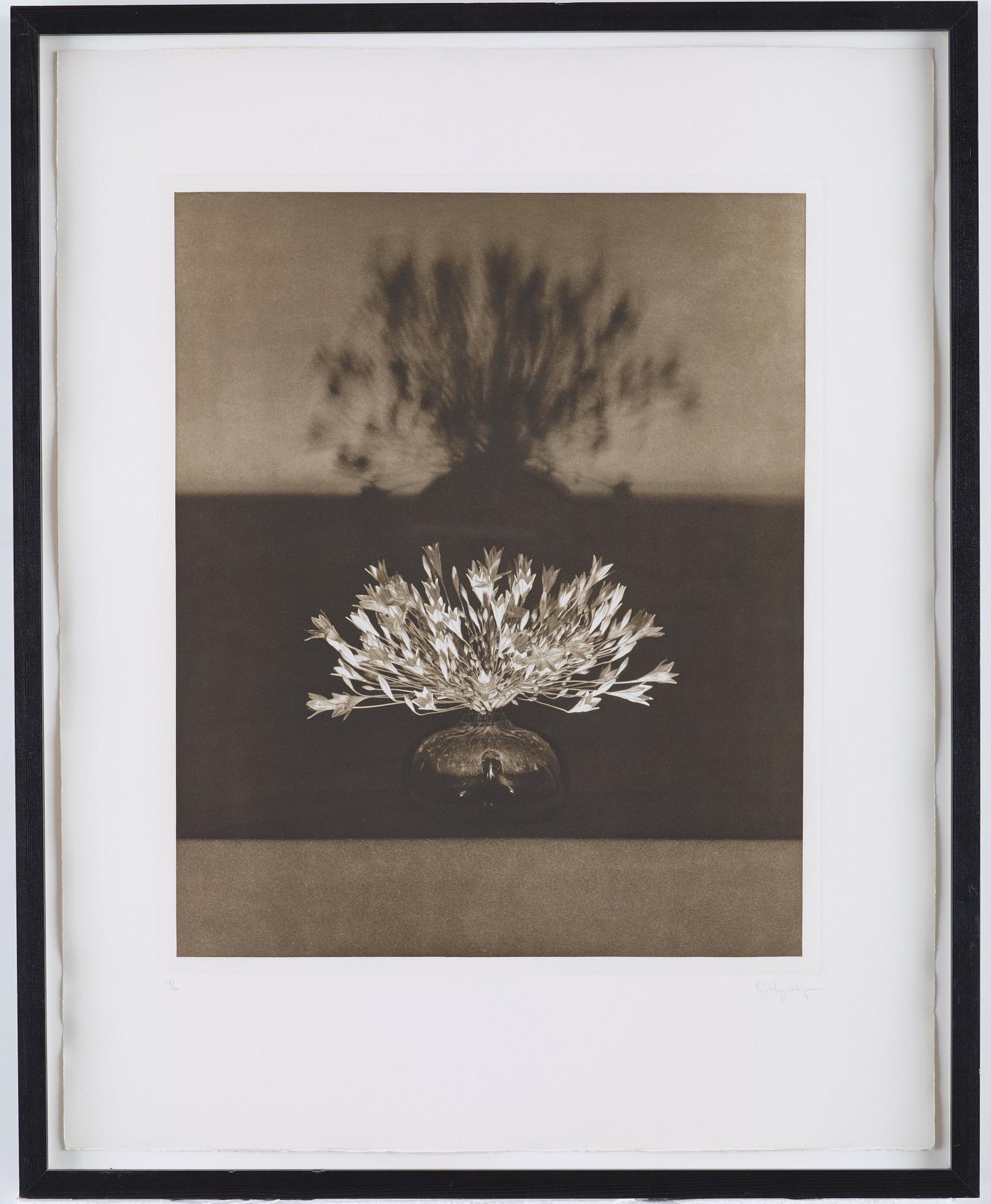 Robert Mapplethorpe, "Vase of crocuses from the Flowers series", 1983.
