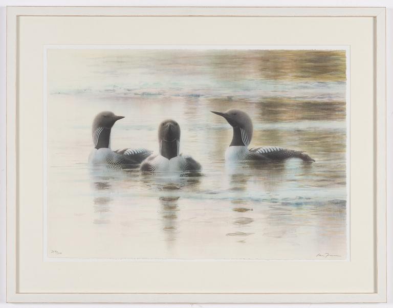 Lars Jonsson, Great Northern Diver.