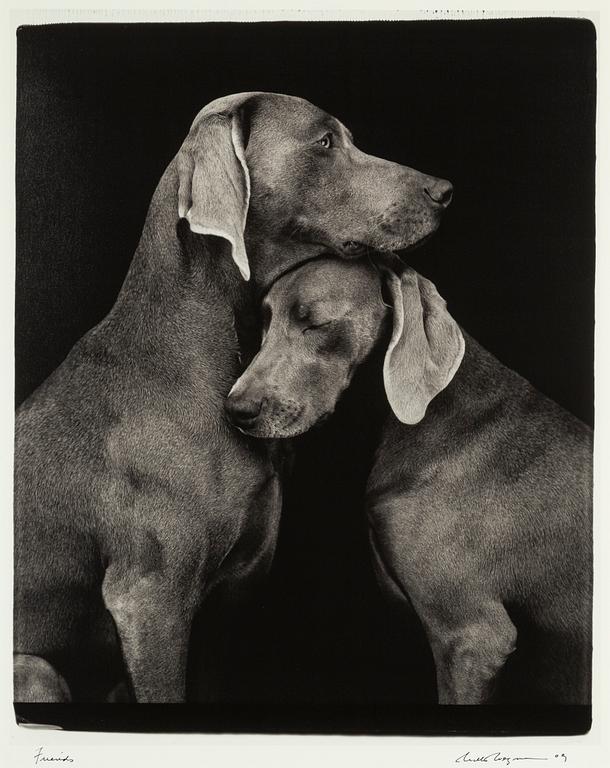 William Wegman, archival pigment print 2009, signed. Numbered 262/1500 verso.