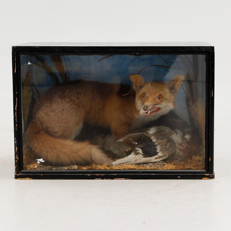 DIORAMA, med bl a uppstoppad räv, 1900-talets första hälft.