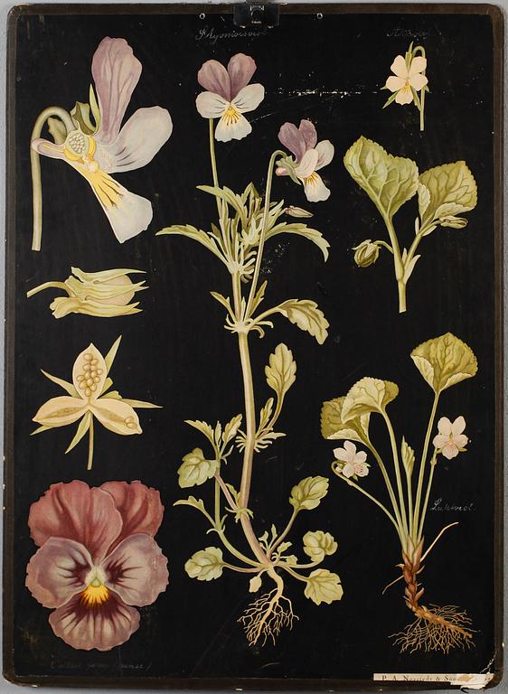 SKOLPLANSCHER, 3 st, bl a Norstedts.