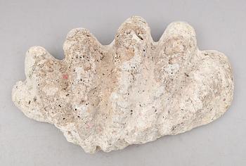 FOSSIL, mussla.