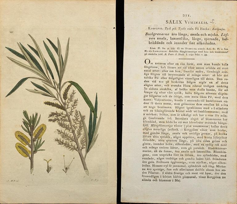 50 Botanical copper engravings from Palmstruch's "Svensk Botanik"  1804/1808.