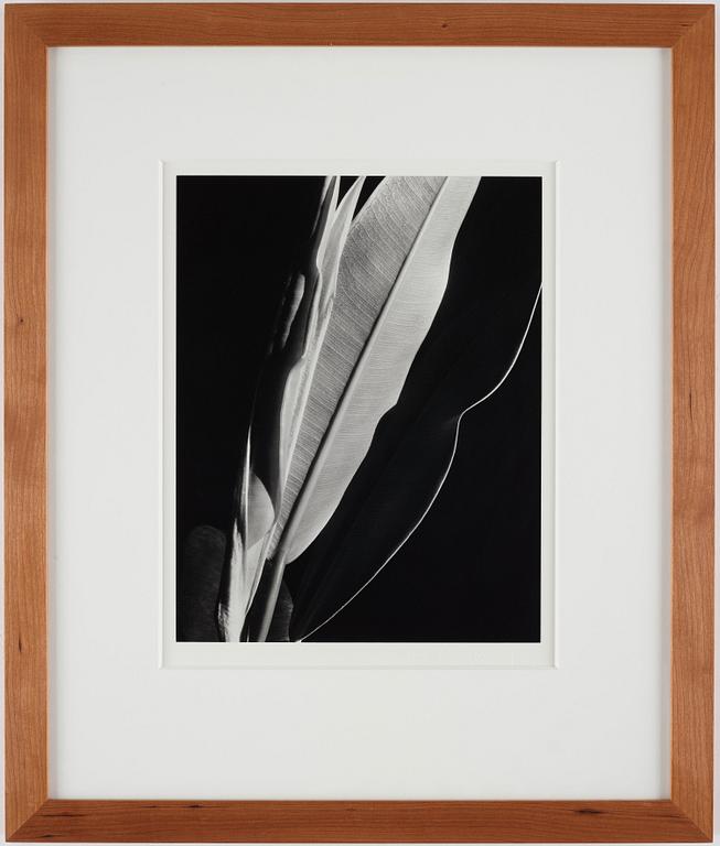 Imogen Cunningham, "Rubber Plant", ca 1929.