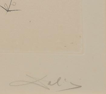 SALVADOR DALÍ, etching in coolurs signed and numbered V/CL.