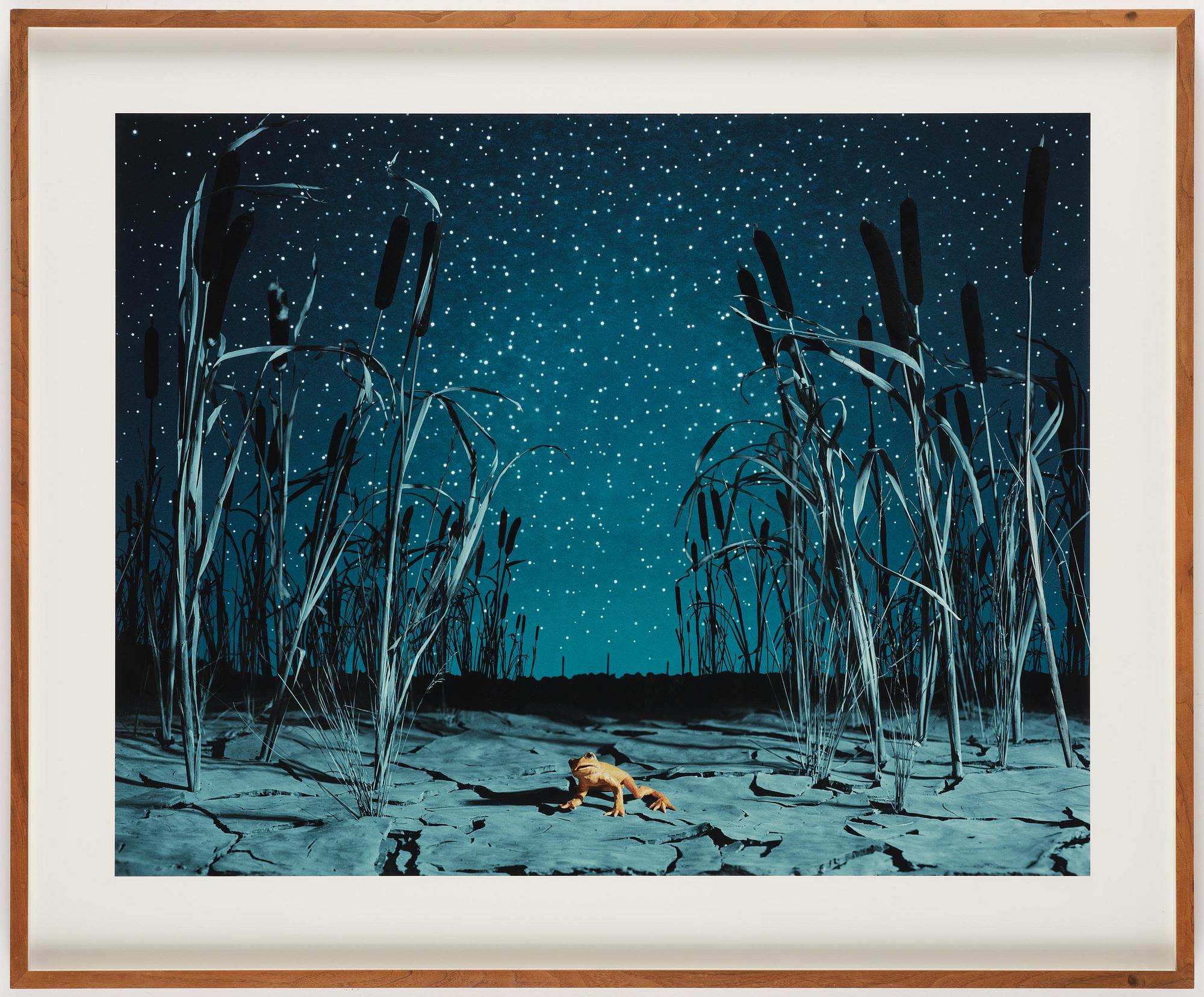 Helena Blomqvist, "Last Night for the Last Golden Frog", 2008.