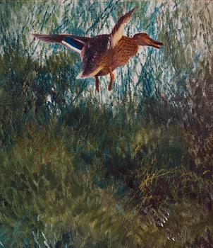 Bruno Liljefors, Fox and lifting mallard.