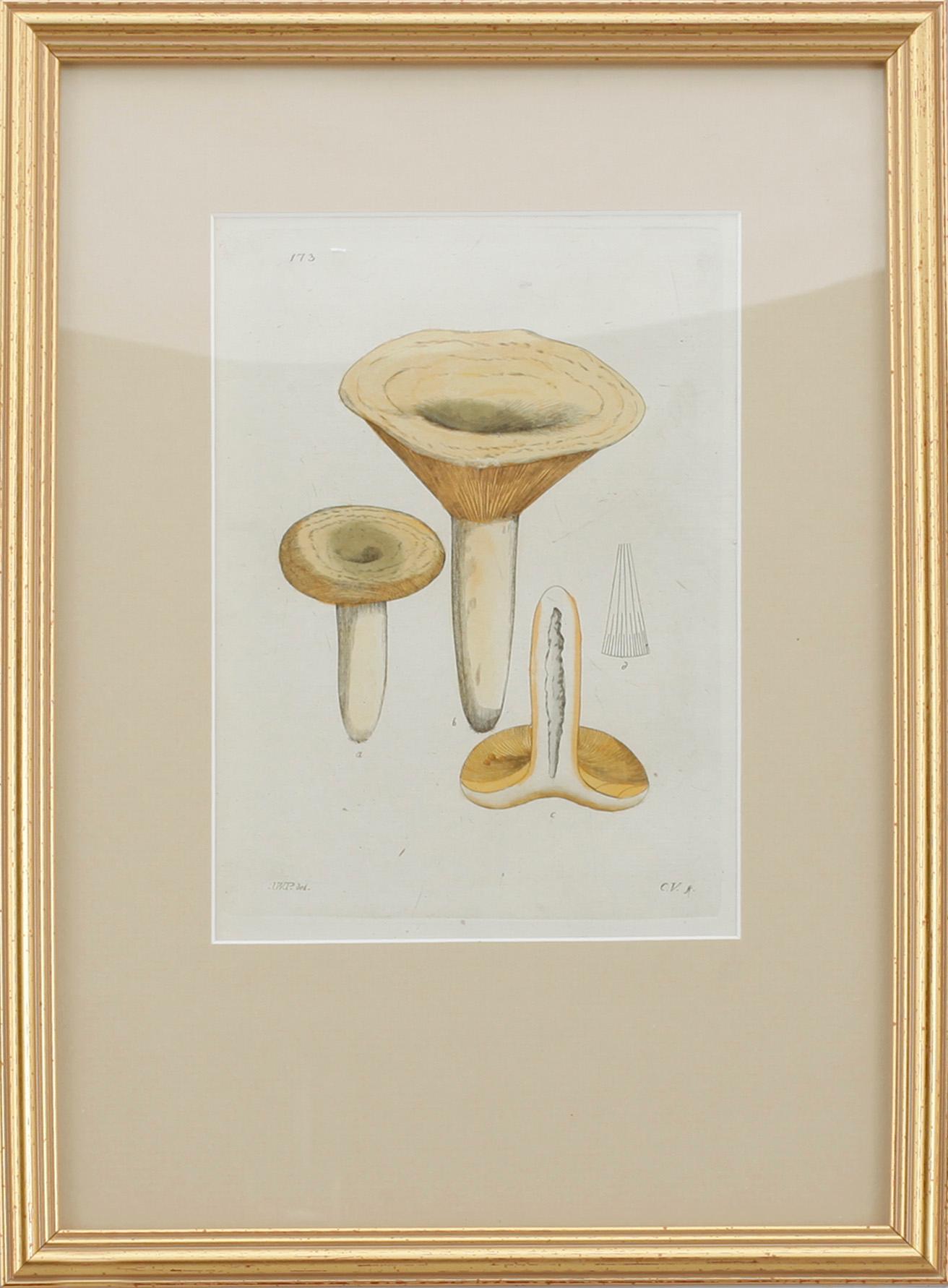 KOPPARSTICK, 12 st, J.W. Palmstruch, ur "Svensk Botanik", 1802-1840.