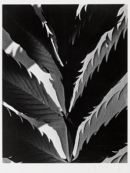 554. Imogen Cunningham, "Leaf pattern", 1929.