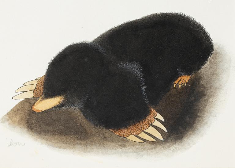 Ilon Wikland, The Mole.