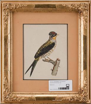Ferdinand von Wright · FERDINAND VON WRIGHT, akvarellerad teckning, sign.