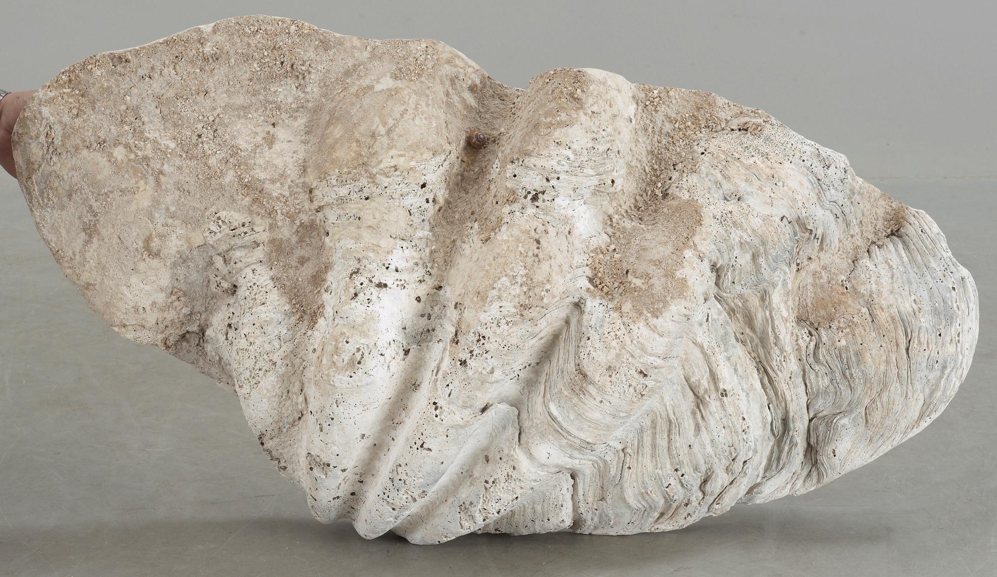 MUSSLA, fossil.